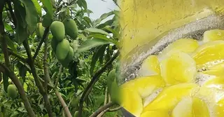 চাঁপাইনবাবগঞ্জে জনপ্রিয় হচ্ছে ড্রাই ম্যাংগো; খুলছে অর্থনৈতিক সম্ভাবনার নতুন দুয়ার